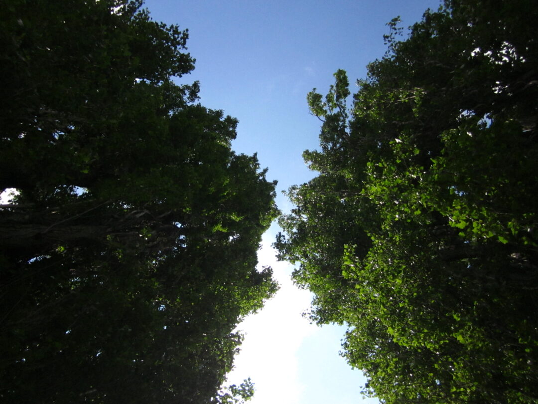 Point de fuite II